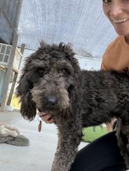 Lost Female Dog last seen 71st and oneta, Broken Arrow, OK 74014