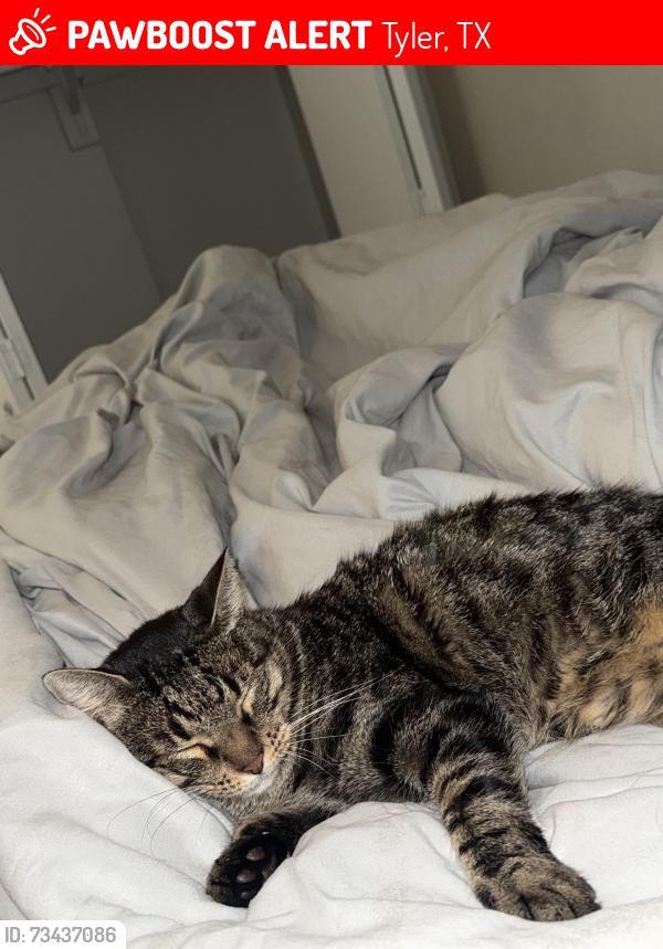 Lost Female Cat last seen Hollytree Dr, Tyler, TX 75703