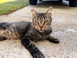 Reunited Female Cat last seen Village view pl, Fallbrook, CA 92028