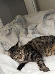 Lost Female Cat last seen Hollytree Dr, Tyler, TX 75703