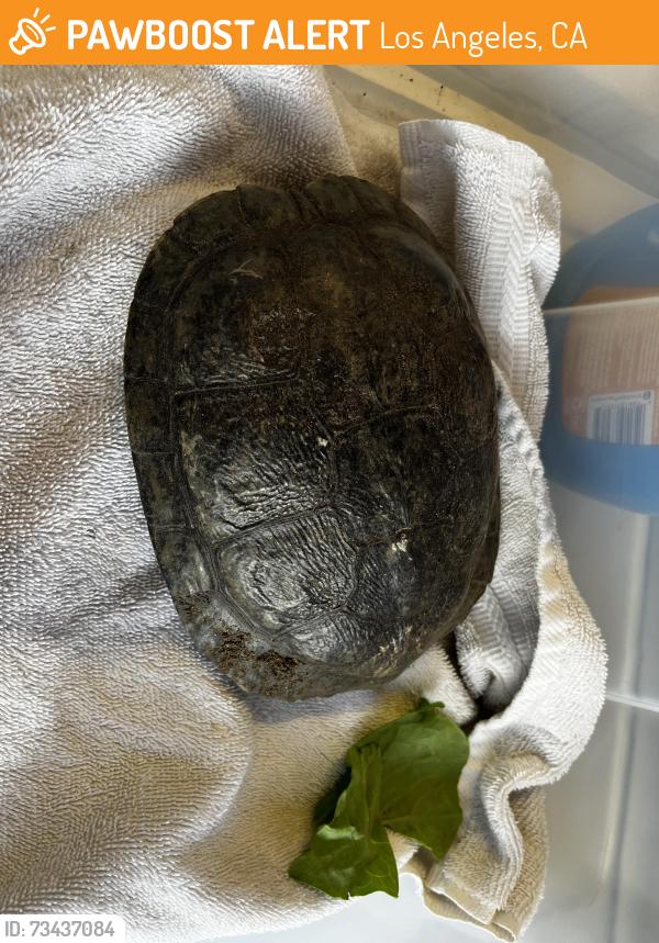 Found/Stray Unknown Reptile last seen Fulton, Los Angeles, CA 91423