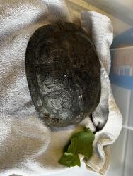 Found/Stray Unknown Reptile last seen Fulton, Los Angeles, CA 91423