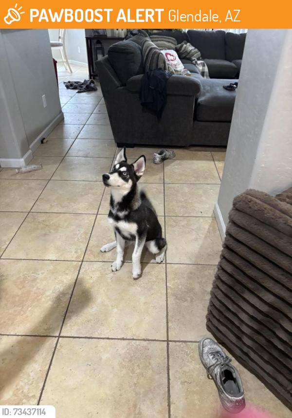 Found/Stray Male Dog last seen 89th Ave and Northern, Glendale, AZ 85305