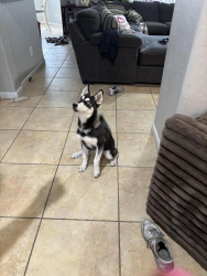 Found/Stray Male Dog last seen 89th Ave and Northern, Glendale, AZ 85305