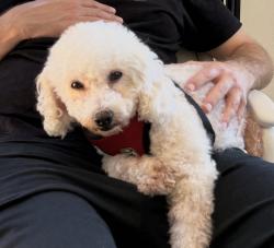 Reunited Female Dog last seen Jemez &, San Diego, CA 92117