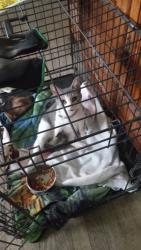 Lost Female Cat last seen Near Lewis St., Hammond, IN 46320