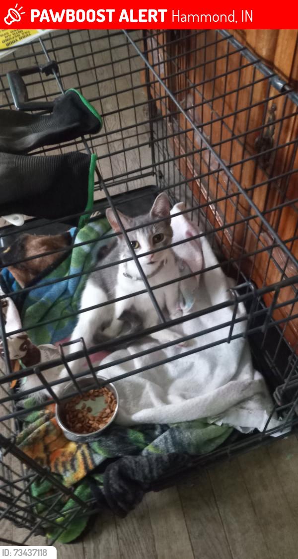 Lost Female Cat last seen Near Lewis St., Hammond, IN 46320