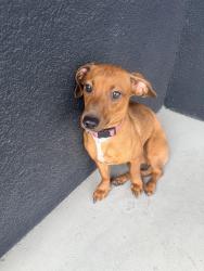 Found/Stray Female Dog last seen Soto Street, Los Angeles, CA 90023