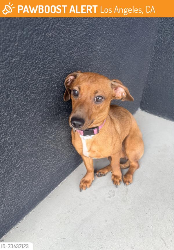 Found/Stray Female Dog last seen Soto Street, Los Angeles, CA 90023