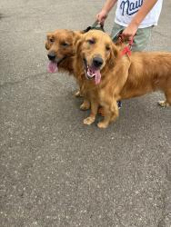 Reunited Unknown Dog last seen Oriole Place, Chula Vista, CA 91911