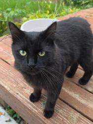 Found/Stray Unknown Cat last seen Glenhurst circle, Savage, MN 55378
