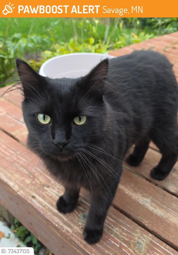 Found/Stray Unknown Cat last seen Glenhurst circle, Savage, MN 55378