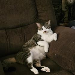 Lost Male Cat last seen Near Angela Drive, Thomasville, NC 27360