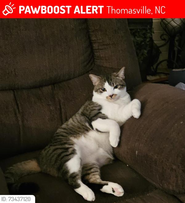 Lost Male Cat last seen Near Angela Drive, Thomasville, NC 27360