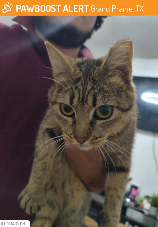 Found/Stray Female Cat last seen Near NE 12th St Grand prairie, Grand Prairie, TX 75050