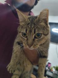 Found/Stray Female Cat last seen Near NE 12th St Grand prairie, Grand Prairie, TX 75050