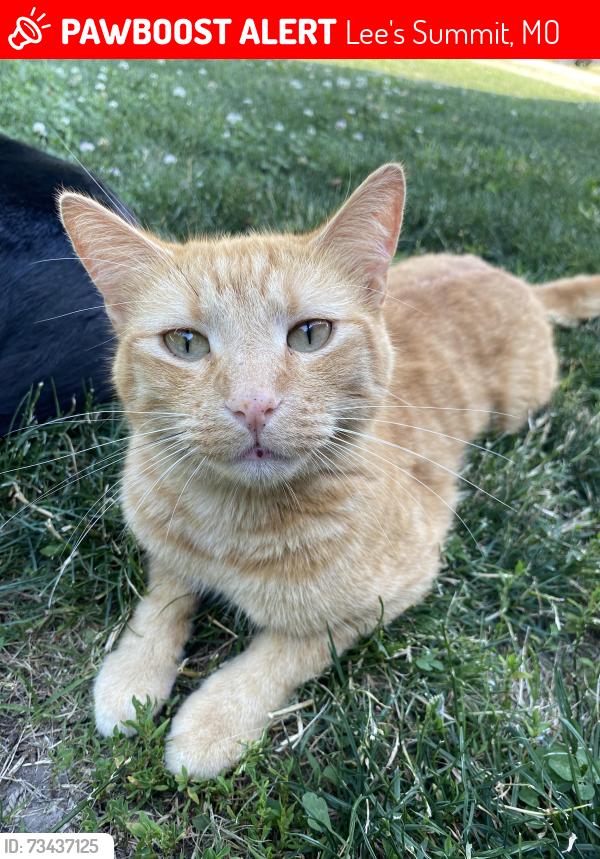 Lost Male Cat last seen Accord from mac a doodles, Lee's Summit, MO 64081