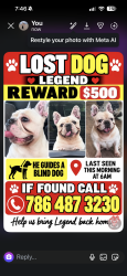 Lost Male Dog last seen Northwest 180 Terrace, Miami Gardens, FL, USA, Miami Gardens, FL 33056