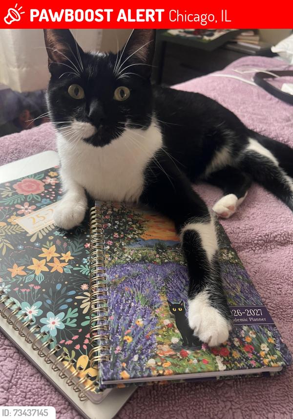 Lost Male Cat last seen Near W 38th st, Chicago, IL 60609