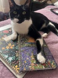 Lost Male Cat last seen Near W 38th st, Chicago, IL 60609