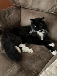 Lost Male Cat last seen Roma Ave and Aglen St, Roseville, MN 55113