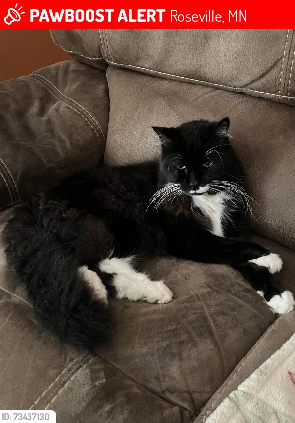 Lost Male Cat last seen Roma Ave and Aglen St, Roseville, MN 55113
