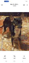 Lost Female Dog last seen 35st, Milwaukee, WI 53215