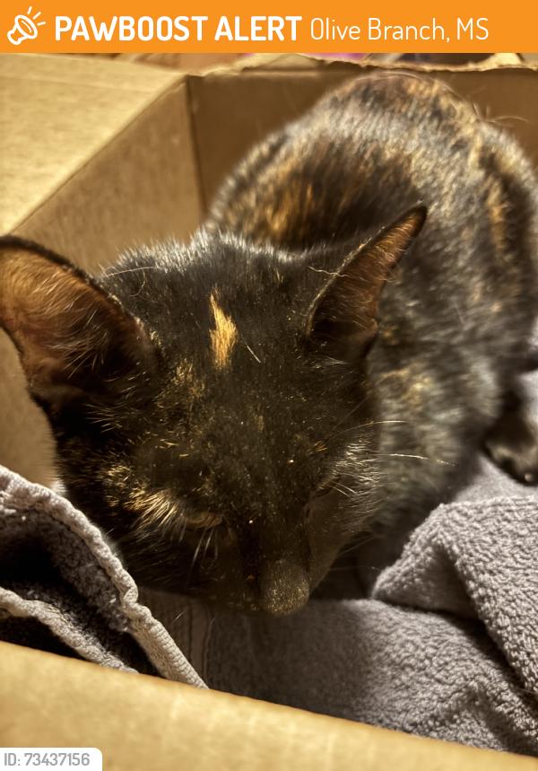 Found/Stray Female Cat last seen Walking in road at intersection to neighborhood, Olive Branch, MS 38654