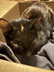 Found/Stray Female Cat last seen Walking in road at intersection to neighborhood, Olive Branch, MS 38654