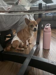 Found/Stray Male Dog last seen Warner heights neighborhood, San Jose, CA 95127