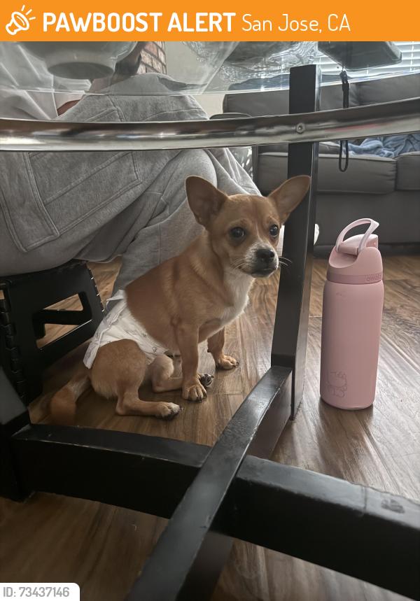 Found/Stray Male Dog last seen Warner heights neighborhood, San Jose, CA 95127