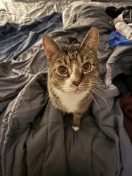 Lost Male Cat last seen 23rd and Madison, Boise, ID 83702