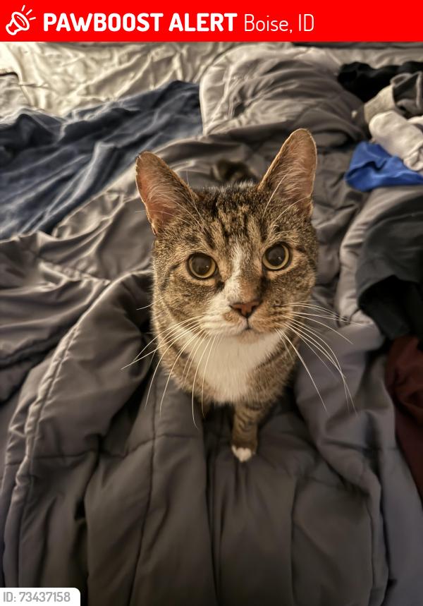 Lost Male Cat last seen 23rd and Madison, Boise, ID 83702