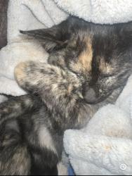 Reunited Female Cat last seen Cox rd, beehive rd, Auburn, AL 36830