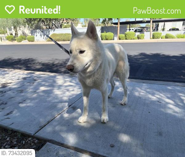 Reunited Male Dog last seen University and Sossaman, Mesa, AZ 85207