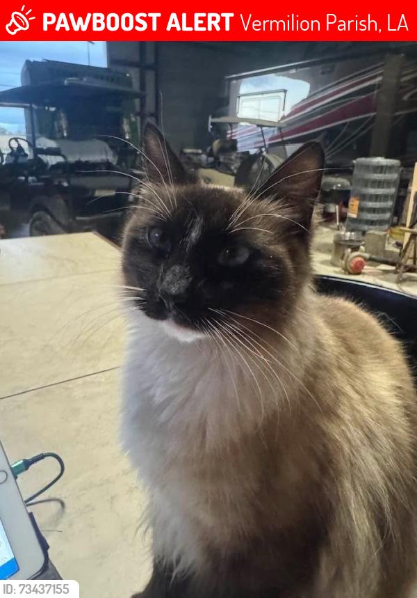 Lost Female Cat last seen Pierre Lane Maurice, LA, Vermilion Parish, LA 70555