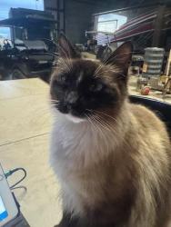 Lost Female Cat last seen Pierre Lane Maurice, LA, Vermilion Parish, LA 70555