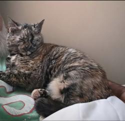 Lost Female Cat last seen Near S & 625, Avon, IN 46123