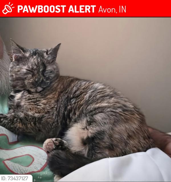 Lost Female Cat last seen Near S & 625, Avon, IN 46123