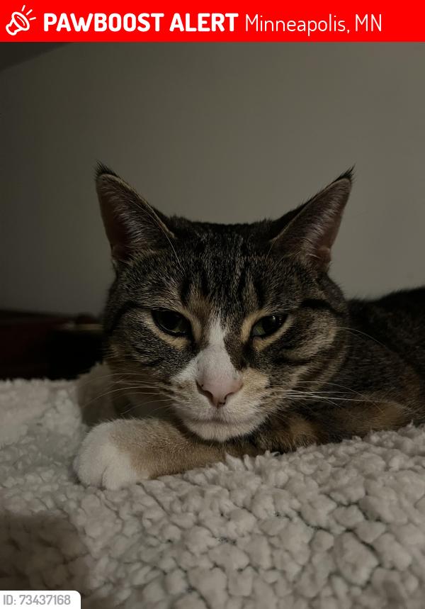 Lost Female Cat last seen Corner Coffee, Minneapolis, MN 55412