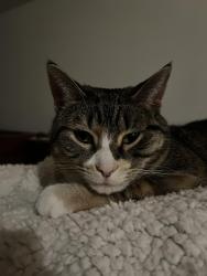Lost Female Cat last seen Corner Coffee, Minneapolis, MN 55412