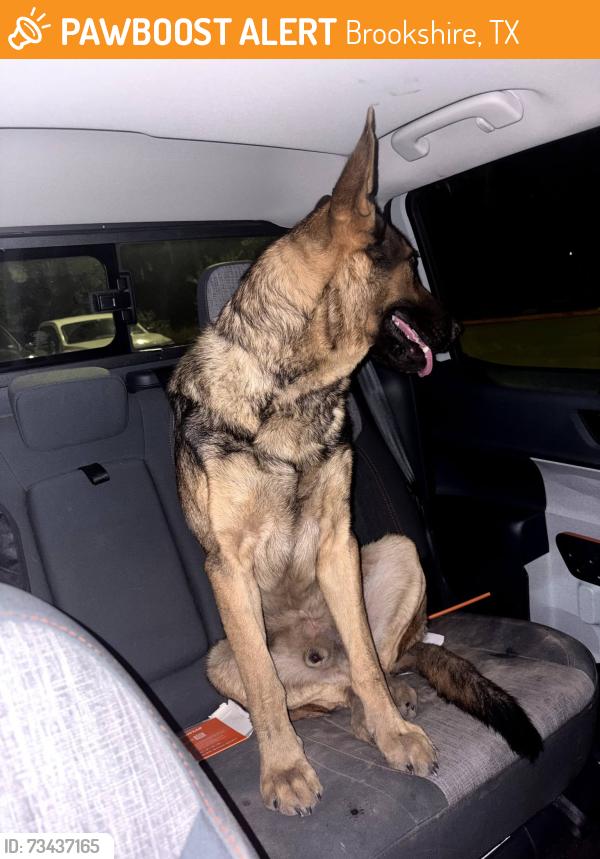 Found/Stray Male Dog last seen fm 359 and fm 362, Brookshire, TX 77423