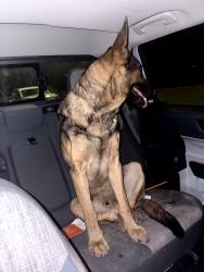 Found/Stray Male Dog last seen fm 359 and fm 362, Brookshire, TX 77423