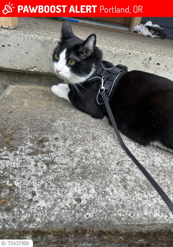 Lost Male Cat last seen Near Sw 3rd Ave Portland Oregon, Portland, OR 97219