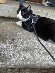 Lost Male Cat last seen Near Sw 3rd Ave Portland Oregon, Portland, OR 97219