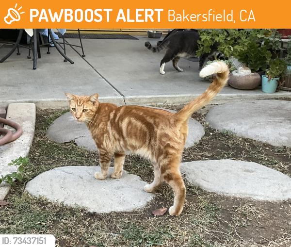 Found/Stray Male Cat last seen San Miguel cross street, currently at 2929 Sunview Drive, Bakersfield, CA 93306