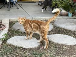 Found/Stray Male Cat last seen San Miguel cross street, currently at 2929 Sunview Drive, Bakersfield, CA 93306