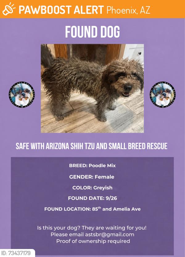 Found/Stray Female Dog last seen 85th and amelia ave, Phoenix, AZ 85037