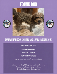 Found/Stray Female Dog last seen 85th and amelia ave, Phoenix, AZ 85037