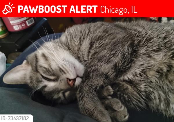 Lost Male Cat last seen Kedzie, Chicago, IL 60623